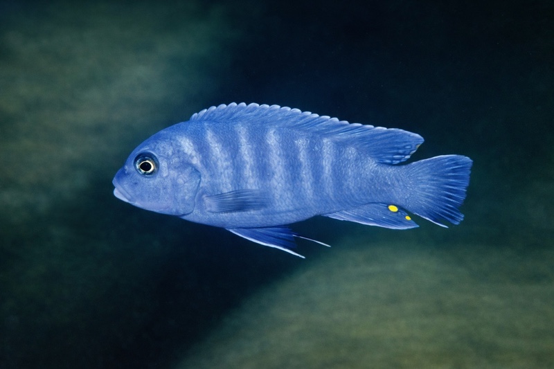 Maylandia xanstomachus 'Chidunga Rocks'